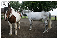 Paddocks mit Lavaboden