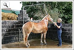 Die Pferde-Waschanlage