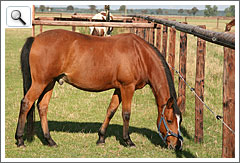 Holz- und Elektrozaun