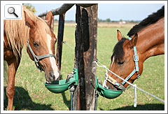 Gut funktionierende Selbsttränken